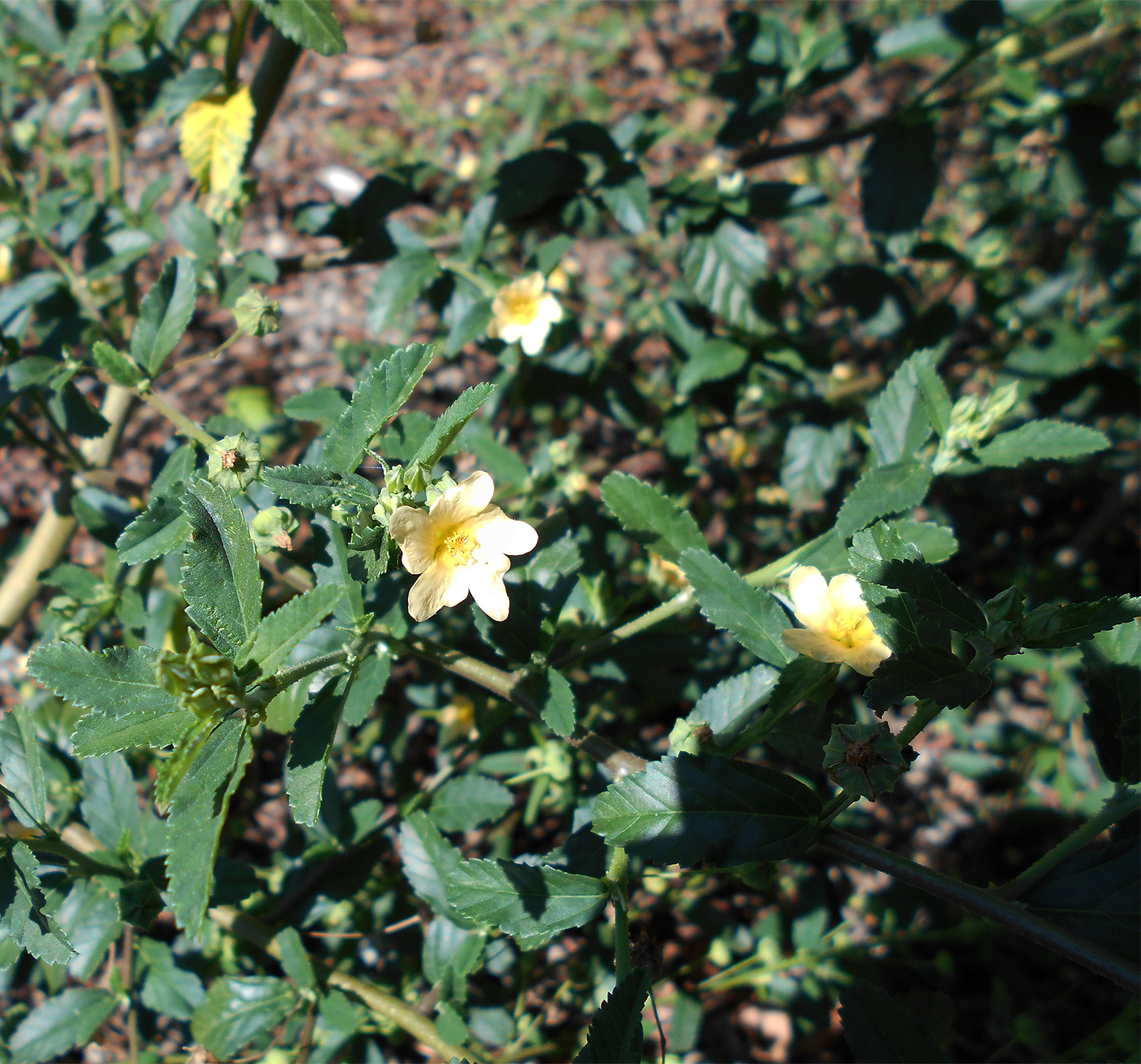 Sida acuta bed, differences in growth